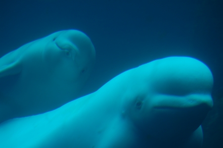 Belugas