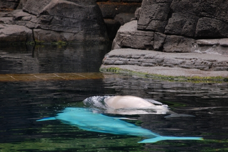 Belugas