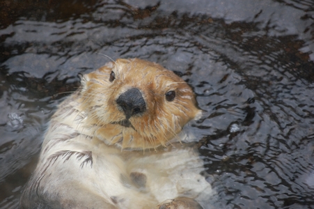 Vancouver Aquarium