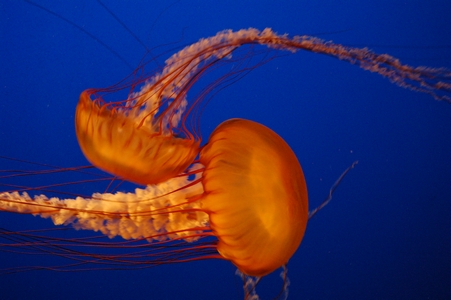 Sea Nettles