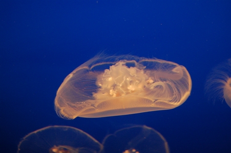 Moon Jellyfish