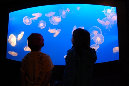 Jellyfish