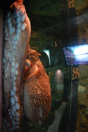 Octopus