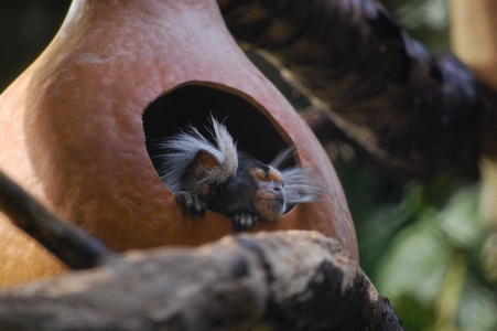 Marmoset