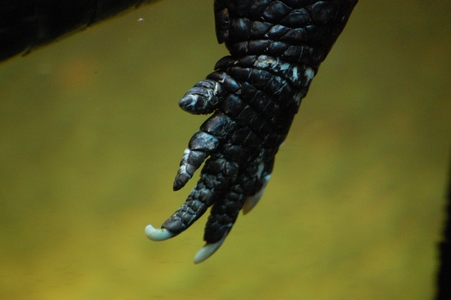 hand