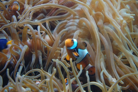 Nemo