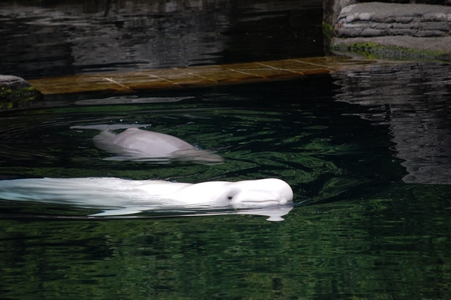 Vancouver Aquarium