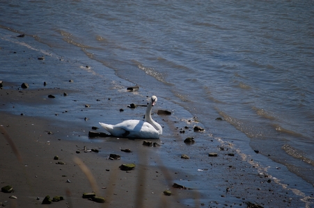 Swan