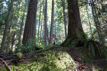 Lynn Canyon