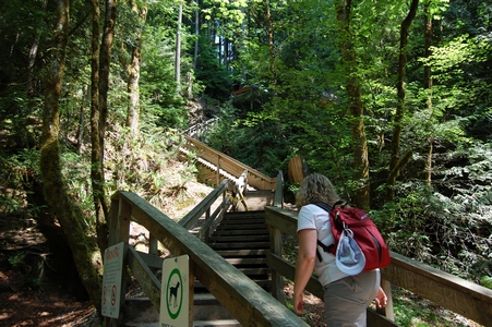 Lynn Canyon