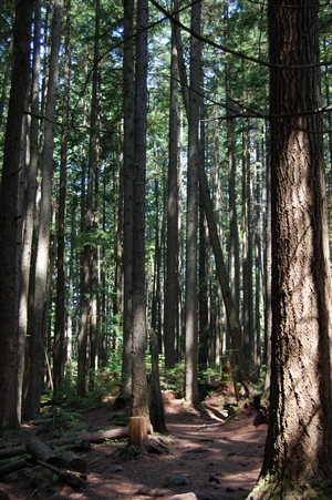 Lynn Canyon
