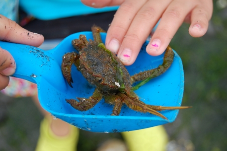 Crab