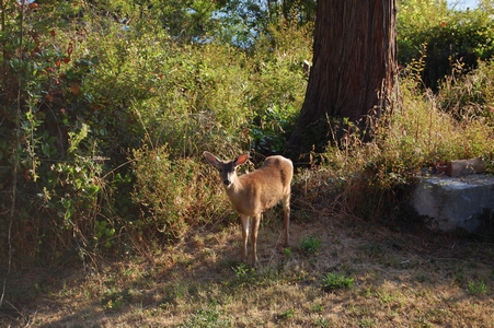 Deer
