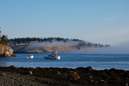 Fog