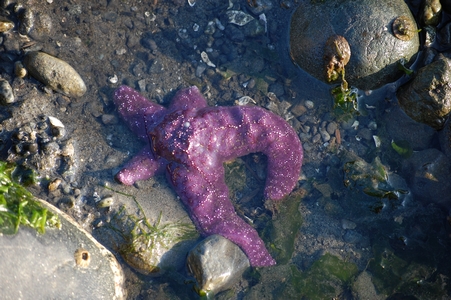 Sea Star
