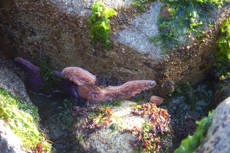 Sea star