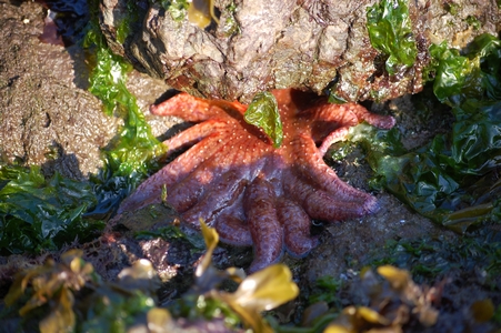 Sun star