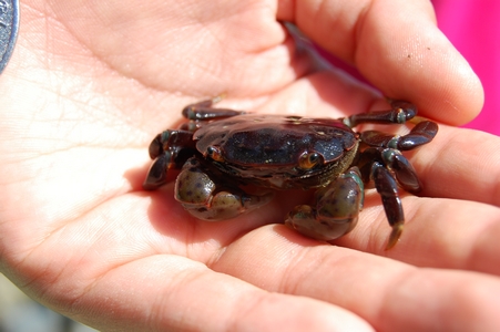 Crab