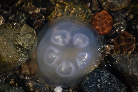 Jelly fish