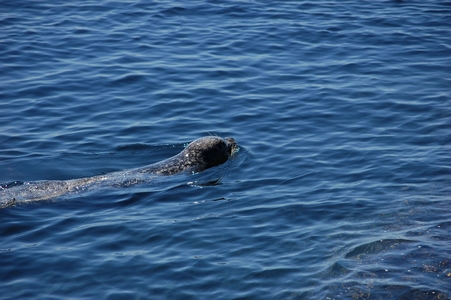 Seal