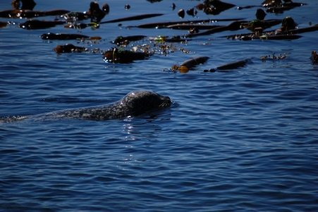 Seal