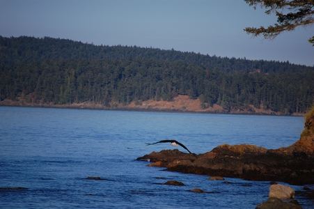 Eagle