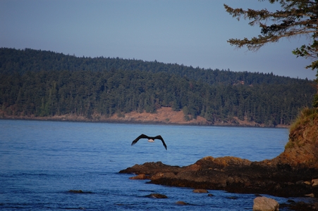 Eagle