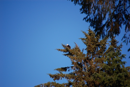 Eagle
