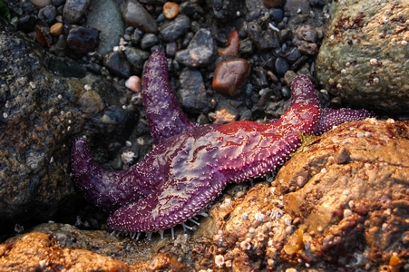 Sea star