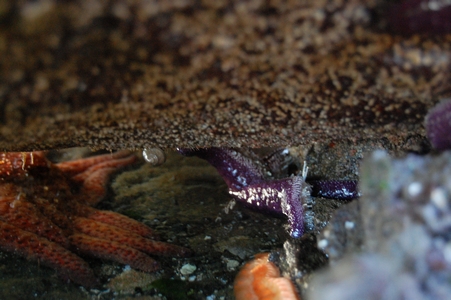 Sea creatures