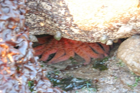 Sunflower star