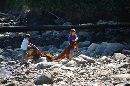 Kelp