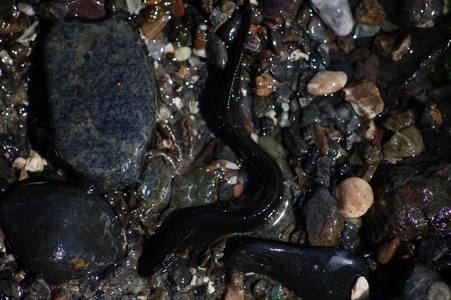 Eel