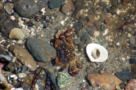 Crab