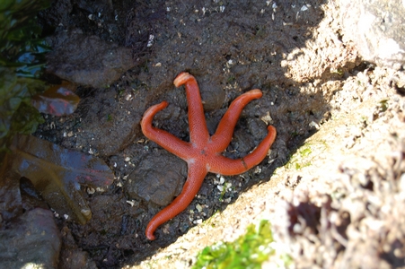 Sea star