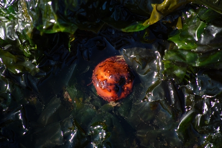 Sea thing
