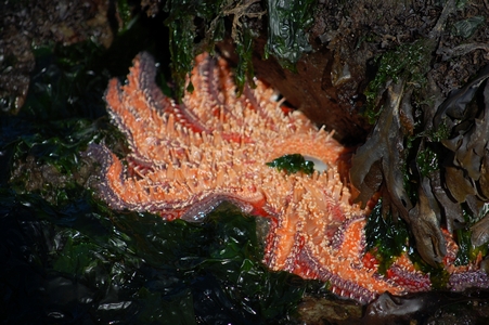 Sea star