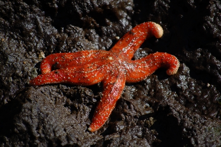 Sea star