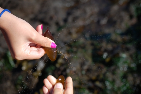 Sea Sac