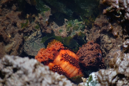 Sea cucumber