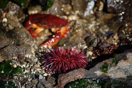 Sea urchin