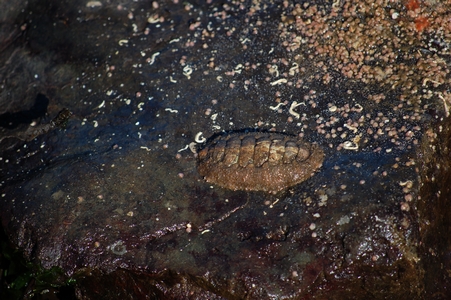 Chiton