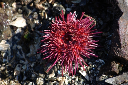 Purple Sea urchin