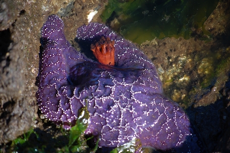 Sea star