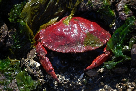 Crab