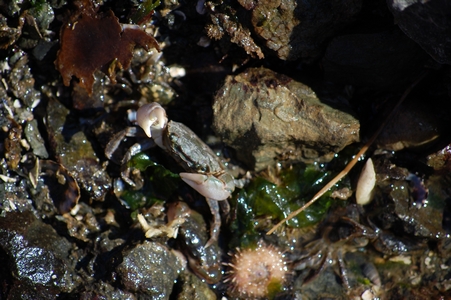 Crab
