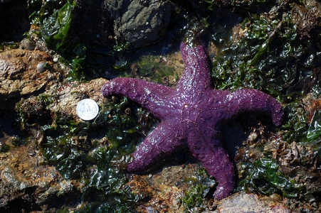Sea star