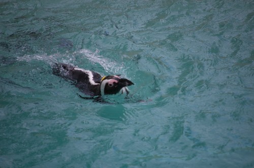 Penguins