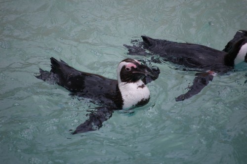 Penguins
