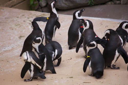 Penguins